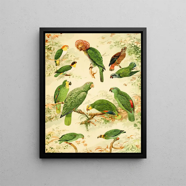 Parrots - Emil August Göldi — framed artwork on a wall