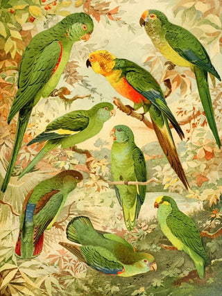 Perruches - Emil August Göldi — artwork view