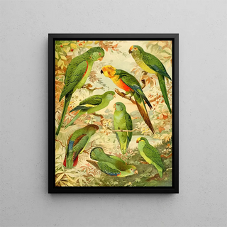 Perruches - Emil August Göldi — framed artwork on a wall