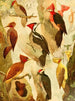 Picapus Jpec - Emil August Göldi — artwork view