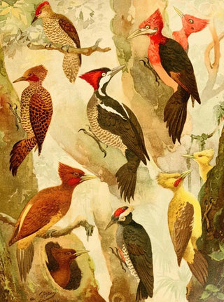 Picapus Jpec - Emil August Göldi — artwork view