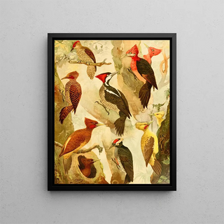 Picapus Jpec - Emil August Göldi — framed artwork on a wall