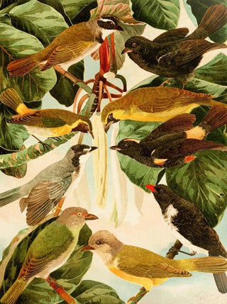 Pepper - Emil August Göldi — artwork view