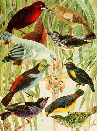 Temtems Sahys au poivre - Emil August Göldi — artwork view