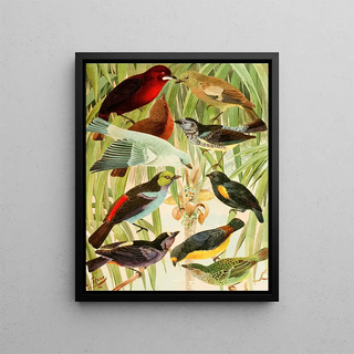 Temtems Sahys au poivre - Emil August Göldi — framed artwork on a wall