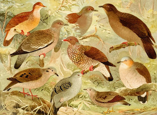 Colombes - Emil August Göldi — artwork view