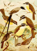 Ciseaux Midos Mariadia Bem-te-vis Bem-te-vis - Emil August Göldi — artwork view