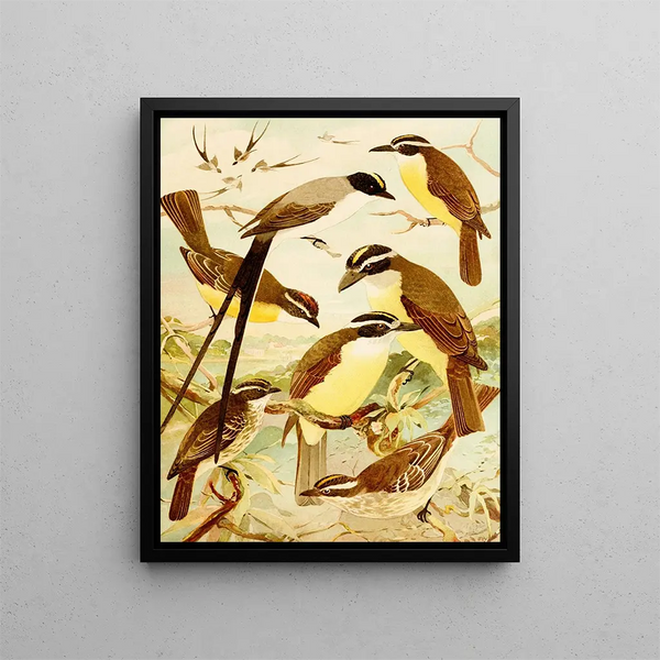 Ciseaux Midos Mariadia Bem-te-vis Bem-te-vis - Emil August Göldi — framed artwork on a wall