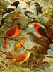 Titinga Pipira Cricri loo de barro Gallo da serra Pavo do mato - Emil August Göldi — artwork view