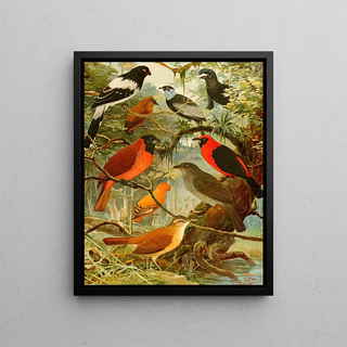 Titinga Pipira Cricri loo de barro Gallo da serra Pavo do mato - Emil August Göldi — framed artwork on a wall