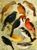 Trincaferro Azulo Cardinal Gallo do mato Serraserra Colleiro Cicarra - Emil August Göldi — artwork view