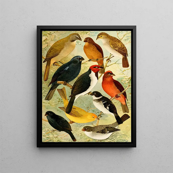 Trincaferro Azulo Cardinal Gallo do mato Serraserra Colleiro Cicarra - Emil August Göldi — framed artwork on a wall