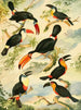 Tucanos - Emil August Göldi — artwork view