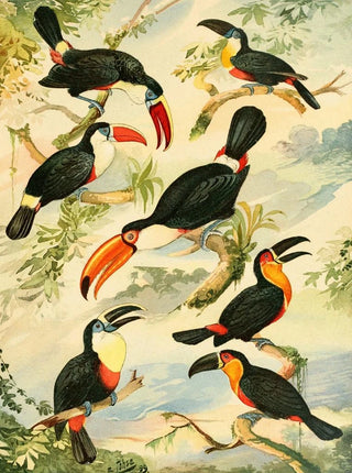 Tucanos - Emil August Göldi — artwork view