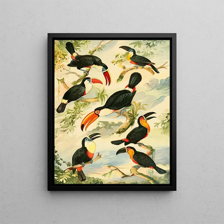 Tucanos - Emil August Göldi — framed artwork on a wall