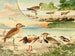 Tutu Pirpir Massaricos - Emil August Göldi — artwork view