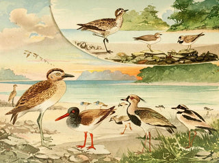 Tutu Pirpir Massaricos - Emil August Göldi — artwork view