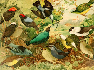 Rendeiras Sahys Uirpurs - Emil August Göldi — artwork view