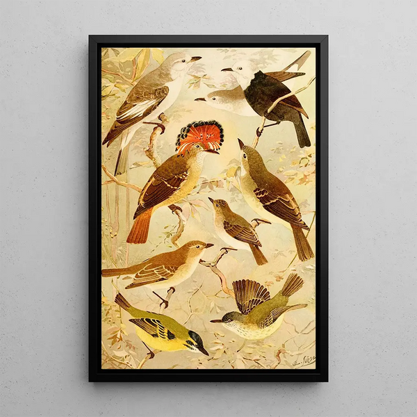 Viuvinha Lecre Ferreirinho - Emil August Göldi — framed artwork on a wall