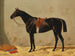 Black horse in the stable - Emil Volkers — artwork view