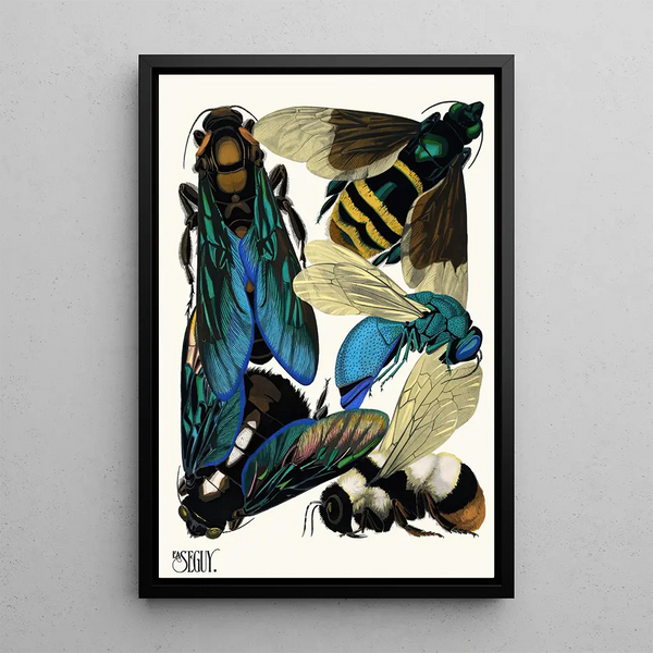 Insects Pl16 - Émile-Allain Séguy — framed artwork on a wall
