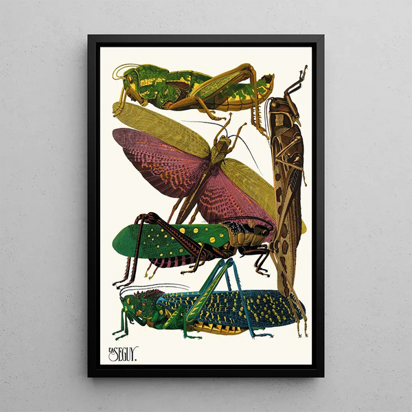 Insects Pl18 - Émile-Allain Séguy — framed artwork on a wall