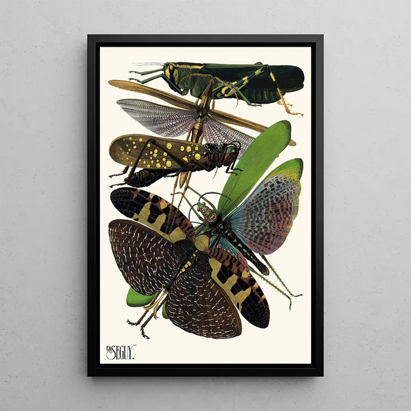 Insects Pl19 - Émile-Allain Séguy — framed artwork on a wall