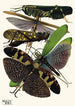 Insects Pl19 - Émile-Allain Séguy — artwork view