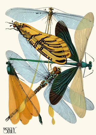 Insectes Pl20 - Émile-Allain Séguy — artwork view