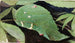 Caterpillar of the White Birch Leaf - Emma Beach Thayer — artwork view