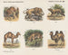 Gallery of Animals - Emrik Binger — artwork view