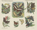 Insectes papillons diurnes - Emrik Binger — artwork view