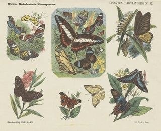 Insectes papillons diurnes - Emrik Binger — artwork view