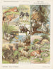 Old and young of the animal world - Emrik Binger — artwork view