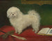 A Maltese on a red tablecloth - English School — artwork view