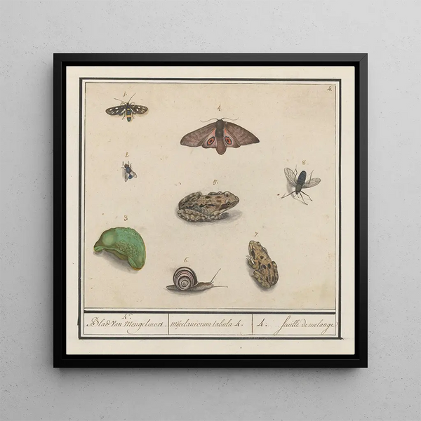 Natural History Set No. 4, 4 Mixing Sheets - Anselmus Botius de Boodt — framed artwork on a wall
