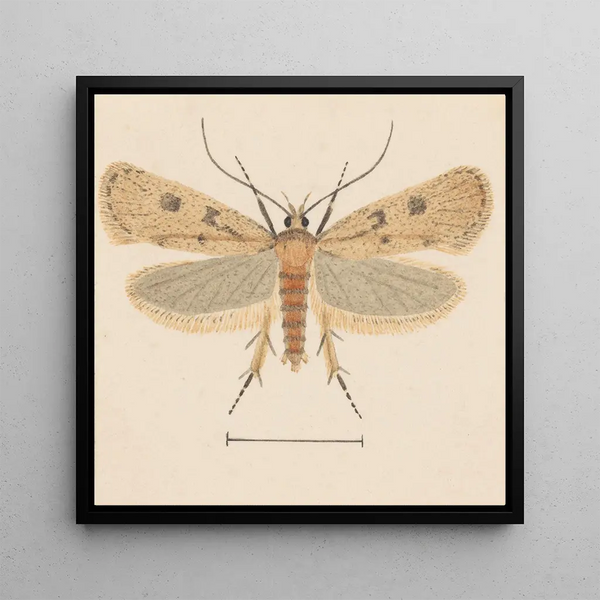 Entomology watercolor Pl133 - George Hudson — framed artwork on a wall