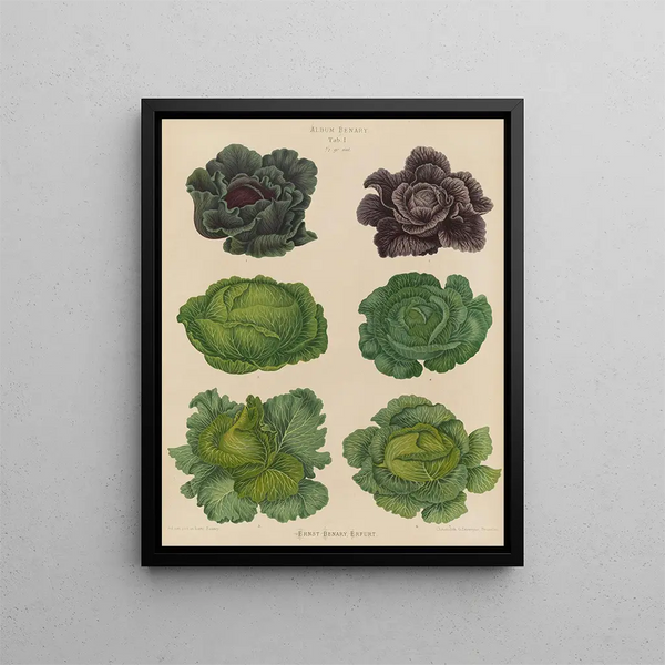 Cabbage - Ernst Benary — framed artwork on a wall