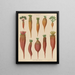 Beetroot forage root - Ernst Benary — framed artwork on a wall
