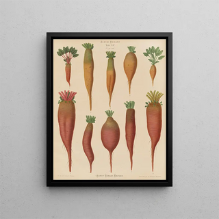 Beetroot forage root - Ernst Benary — framed artwork on a wall
