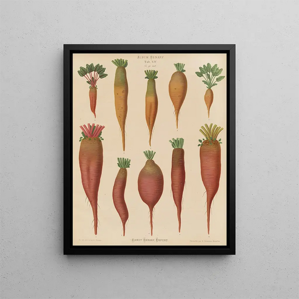 Beetroot forage root - Ernst Benary — framed artwork on a wall