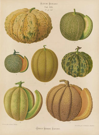 Melons Painting - Ernst Benary — artwork view