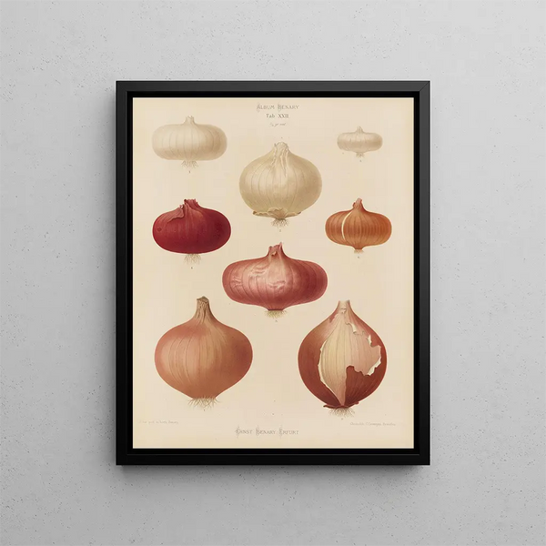 Onions - Ernst Benary — framed artwork on a wall