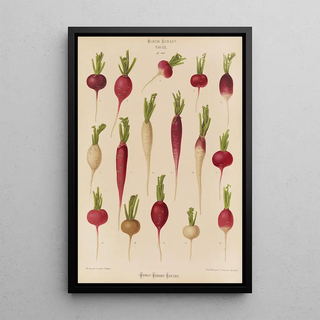 Ernst Benary - Radishes.webp