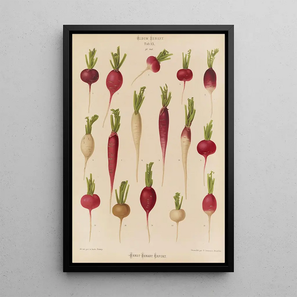 Radis - Ernst Benary — framed artwork on a wall