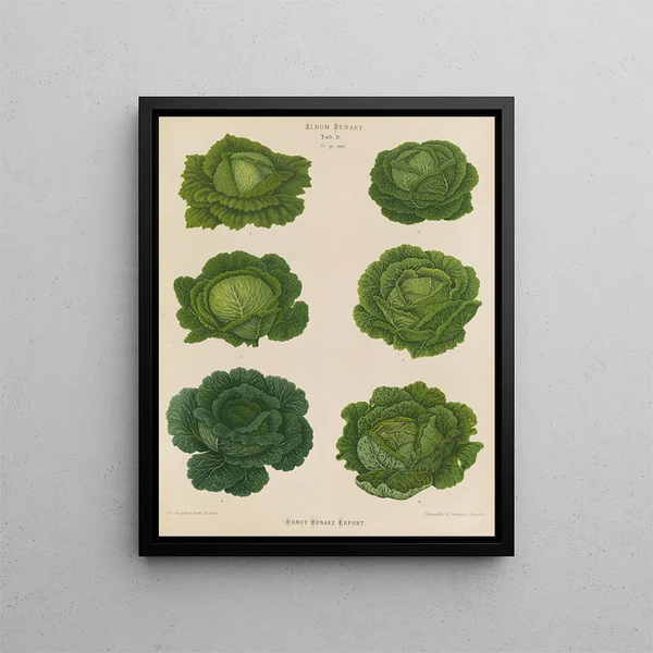 Savoie Cabbage Painting - Ernst Benary — framed artwork on a wall