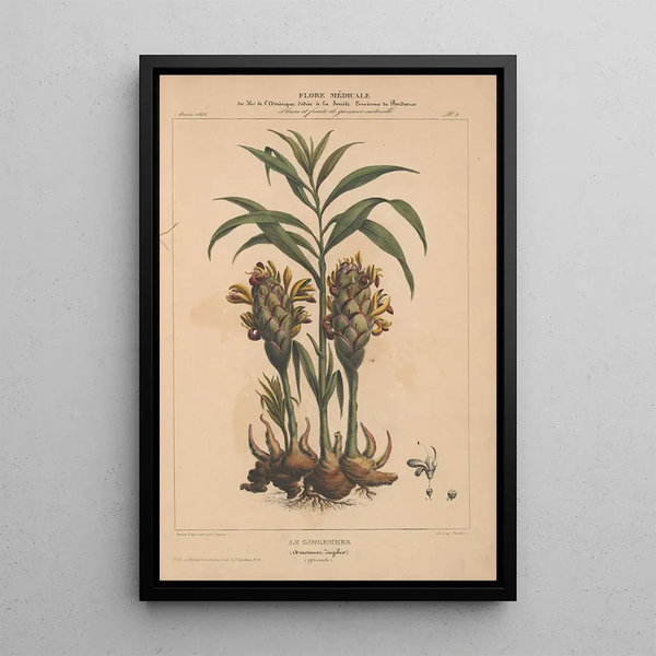 Flore d'Amérique Pl02 - Étienne Denisse — framed artwork on a wall