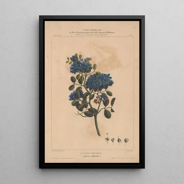 Flore d'Amérique Pl05 - Étienne Denisse — framed artwork on a wall