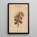 Flore d'Amérique Pl06 - Étienne Denisse — framed artwork on a wall