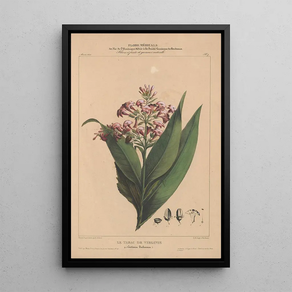 Flore d'Amérique Pl07 - Étienne Denisse — framed artwork on a wall